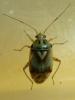 Lygus sp.